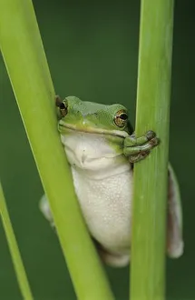 Green Treefrog, Hyla cinerea, adult, Lake Corpus Christi, Texas, USA, May Green Treefrog, Hyla cinerea, adult, Lake Corpus Christi, Texas, USA, May