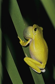 Green Treefrog, Hyla cinerea, male calling at night, Welder Wildlife Refuge, Sinton Green Treefrog, Hyla cinerea, male calling at night, Welder Wildlife Refuge, Sinton