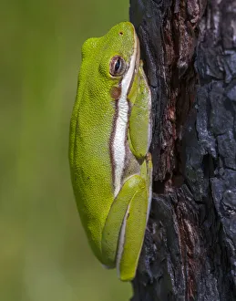 A green treefrog takes refuge among the furrows of bark of a slash pine tree in southern A green treefrog takes refuge among the furrows of bark of a slash pine tree in southern