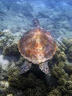 Green Turtle, Low Isles, Great Barrier Reef, North Queensland, Australia Green Turtle, Low Isles, Great Barrier Reef, North Queensland, Australia