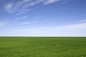 Green Field Photography Prints: Green wheat fields in Washington County, Colorado, USA