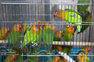 Green Yellow Parrots Hong Kong Bird Market Black and White Eyes Looking at You Green Yellow Parrots Hong Kong Bird Market Black and White Eyes Looking at You