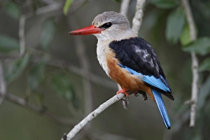 Grey-headed Kingfisher, Halcyon leucocephala, Masai Mara, Kenya, Africa Grey-headed Kingfisher, Halcyon leucocephala, Masai Mara, Kenya, Africa