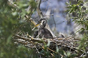 Grey Heron (Ardea cinera) in the Danube Delta, chick in nest..Europe, Eastern Europe Grey Heron (Ardea cinera) in the Danube Delta, chick in nest..Europe, Eastern Europe