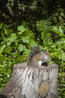 A grey squirrel feeds on bird seeds cached on a tree stump A grey squirrel feeds on bird seeds cached on a tree stump