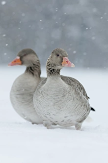 Greyleg Goose (Anser anser) during winter, snowfall and in deep snow, Germany Greyleg Goose (Anser anser) during winter, snowfall and in deep snow, Germany