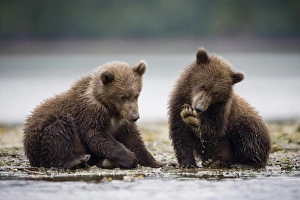 Grizzly Bear Cubs, Katmai National Park, Alaska Grizzly Bear Cubs, Katmai National Park, Alaska