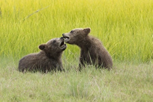 Grizzly bear cubs (ursus arctos) playfight in a meadow Grizzly bear cubs (ursus arctos) playfight in a meadow