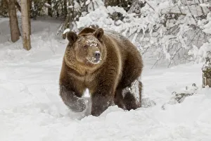 Grizzly bear in deep winter snow, Ursus arctic, controlled situation, Montana Grizzly bear in deep winter snow, Ursus arctic, controlled situation, Montana