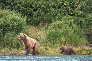Grizzly Bears. Also called Brown Bears. McNeil River State Game Sanctuary and refuge Grizzly Bears. Also called Brown Bears. McNeil River State Game Sanctuary and refuge