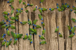 A group of blue-headed parrots cling to the vertical, clay cliffs that line the Manu A group of blue-headed parrots cling to the vertical, clay cliffs that line the Manu