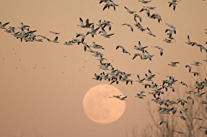 A group of migratory snow geese, Grus canadensis, wintering in New Mexico, fly in A group of migratory snow geese, Grus canadensis, wintering in New Mexico, fly in