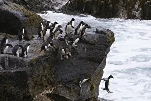 Images Dated 1st January 2006: A group of Rockhopper penguins jump together into the surf from their rocky perch
