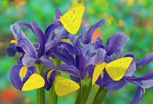 Group of Sulphur Butterflies in the Phoebis family on Dutch Iris Group of Sulphur Butterflies in the Phoebis family on Dutch Iris