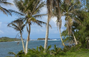 Guam USA Territory palms and waves at Bear Rock in South Guam Guam USA Territory palms and waves at Bear Rock in South Guam
