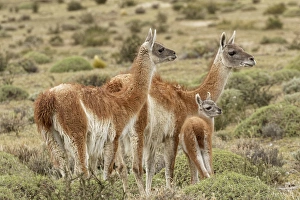Guanaco and baby (Lama guanaco), Andes Mountain, Torres del Paine National Park, Chile Guanaco and baby (Lama guanaco), Andes Mountain, Torres del Paine National Park, Chile