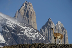 Guanaco (Lama guanaco) with Cordiera del Paine in back, Torres del Paine National Park Guanaco (Lama guanaco) with Cordiera del Paine in back, Torres del Paine National Park