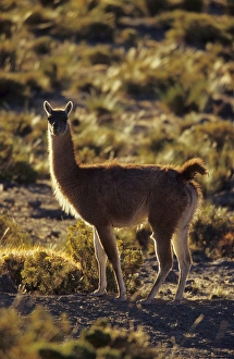 Guanaco (Lama guanicoe) backlight in the evening, Chile Guanaco (Lama guanicoe) backlight in the evening, Chile