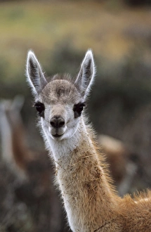 Guanaco (Lama guanicoe) calf portrait , Chile Guanaco (Lama guanicoe) calf portrait , Chile