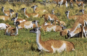 Guanaco (Lama guanicoe) herd in the patagonian steppe , Chile. Guanaco is a camelid Guanaco (Lama guanicoe) herd in the patagonian steppe , Chile. Guanaco is a camelid