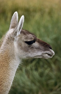 Guanaco (Lama guanicoe) Portrait, Chile. Guanaco is a camelid and closely related Guanaco (Lama guanicoe) Portrait, Chile. Guanaco is a camelid and closely related