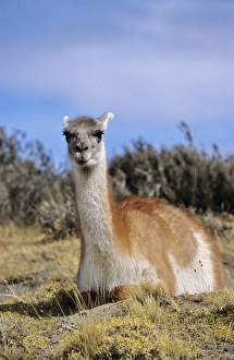 Guanaco (Lama guanicoe) sitting and ruminating, Chile Guanaco (Lama guanicoe) sitting and ruminating, Chile