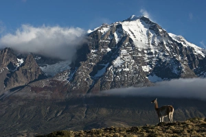 Guanaco (Llama guanaco) with Cordiera del Paine in back, Torres del Paine National Park Guanaco (Llama guanaco) with Cordiera del Paine in back, Torres del Paine National Park