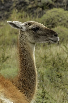 Guanaco portrait, Torres del Paine National Park, Chile, South America.Patagonia Guanaco portrait, Torres del Paine National Park, Chile, South America.Patagonia