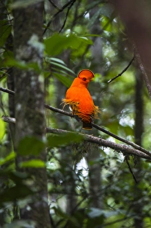 Guianan cock-of-the-rock (Rupicola rupicola) at Kaieteur Falls GUYANA South America Guianan cock-of-the-rock (Rupicola rupicola) at Kaieteur Falls GUYANA South America