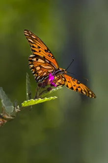 Gulf Fritillary (Agraulis vanillae) butterfly feeding Gulf Fritillary (Agraulis vanillae) butterfly feeding