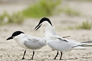 Gull-billed Terns in courtship, Sterna nilotica, Welder flats, Texas Gull-billed Terns in courtship, Sterna nilotica, Welder flats, Texas