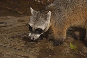 Habituated Crab-eating Raccoon (Procyon cancrivorus). Savannah Rupununi Habituated Crab-eating Raccoon (Procyon cancrivorus). Savannah Rupununi