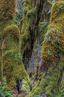 Hall of Mosses in the Hoh Rainforest of Olympic National Park, Washington State, USA Hall of Mosses in the Hoh Rainforest of Olympic National Park, Washington State, USA