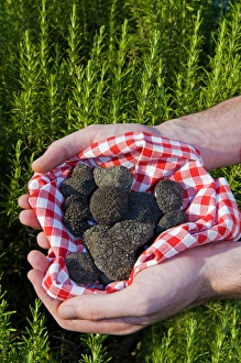 Hands holding a Summer black truffles (Tuber aestivum), and rosemary behind, M.R Hands holding a Summer black truffles (Tuber aestivum), and rosemary behind, M.R