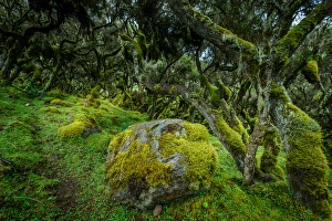The Harenna forest. Bale Mountains National Park. Ethiopia The Harenna forest. Bale Mountains National Park. Ethiopia