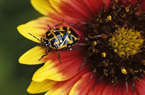 Harlequin Bug, Murgantia histrionica, adult on Indian Blanket (Gaillardia pulchella) Harlequin Bug, Murgantia histrionica, adult on Indian Blanket (Gaillardia pulchella)