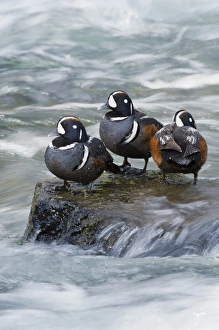 Harlequin Drakes Resting in fresh water reapids Harlequin Drakes Resting in fresh water reapids