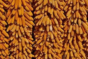 Harvested corn hanging to cure near Yangjiawan, Kunming area of China Harvested corn hanging to cure near Yangjiawan, Kunming area of China
