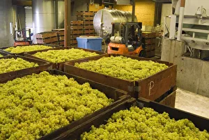 Harvested white grapes in the production area of Grey Monk Estate Winery in the northern Harvested white grapes in the production area of Grey Monk Estate Winery in the northern