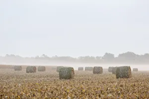Hay bales in field on foggy morning, Marion Co. IL Hay bales in field on foggy morning, Marion Co. IL