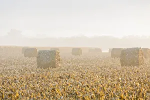 Hay bales in field on foggy morning, Marion County, Illinois Hay bales in field on foggy morning, Marion County, Illinois