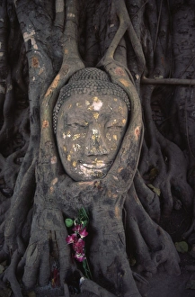 The head of a Buddha statue nestled in the roots of a tree in the grounds of an Ayutthaya The head of a Buddha statue nestled in the roots of a tree in the grounds of an Ayutthaya