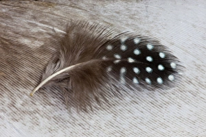 Helmeted Guineafowl feather on Egyptian goose feather Helmeted Guineafowl feather on Egyptian goose feather