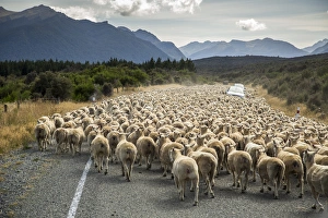 A herd of sheep block the road near Milford Sound, South Island, New Zealand A herd of sheep block the road near Milford Sound, South Island, New Zealand