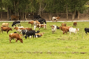 Herd of Texas Longhorn cattle in green pasture Herd of Texas Longhorn cattle in green pasture
