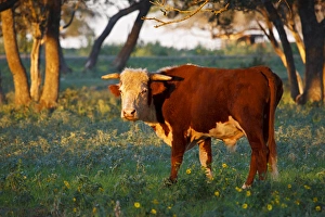 Herford bull retired to pasture near Gonzales, Texas Herford bull retired to pasture near Gonzales, Texas