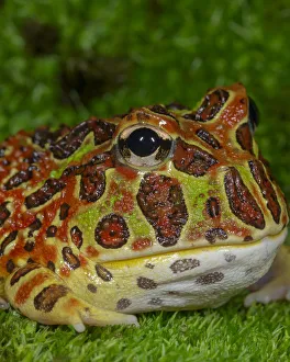 High Red Ornate Pacman Frog, Ceratophrys ornate, controlled conditions High Red Ornate Pacman Frog, Ceratophrys ornate, controlled conditions