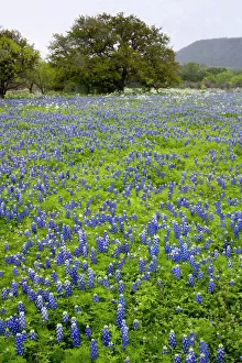 Hill Country, Texas, Bluebonnets and Oak tree Hill Country, Texas, Bluebonnets and Oak tree