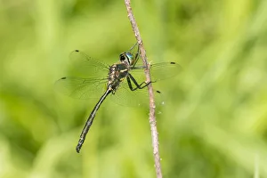Hines Emerald (Somatochlora hineana) male Parker Branch Fen, Reynolds County Hines Emerald (Somatochlora hineana) male Parker Branch Fen, Reynolds County