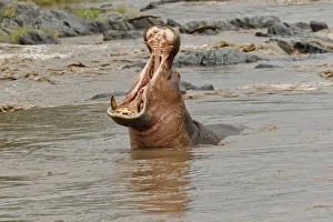 Hippopotamus making threat display, Hippopotamus amphibius, Serengeti National Park Hippopotamus making threat display, Hippopotamus amphibius, Serengeti National Park